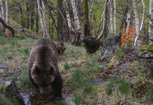 Imatge d’una óssa i els seus dos cadells passejant pel Parc Natural de l’Alt Pirineu