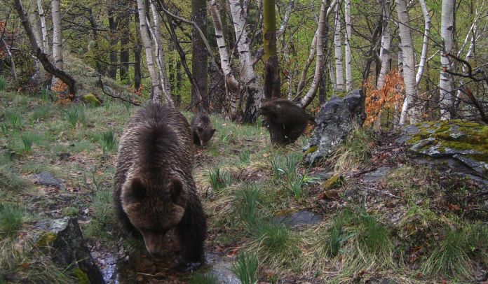 Imatge d’una óssa i els seus dos cadells passejant pel Parc Natural de l’Alt Pirineu