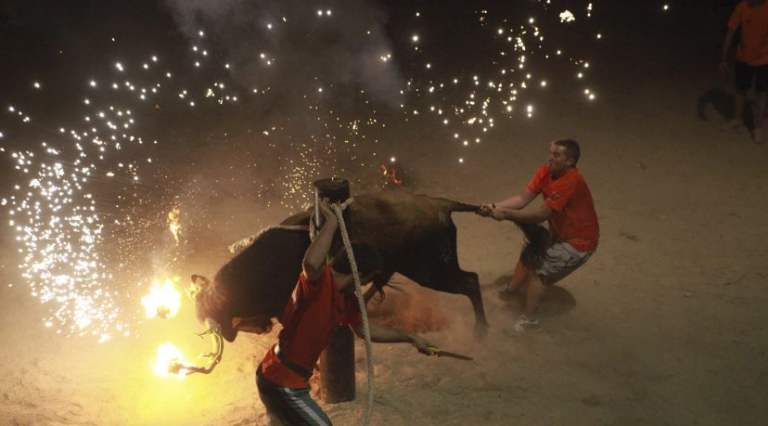 Bou embolat (Partit Animalista)