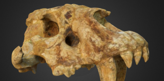 Les dents de sabre (Museu Arqueològic de Banyoles) és una de les dotze imatges en 3D que ofereix el MAC en el seu web