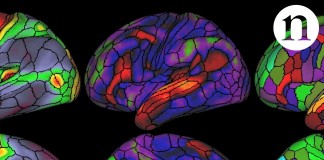 Un nou mapa del cervell duplica el nombre de regions conegudes