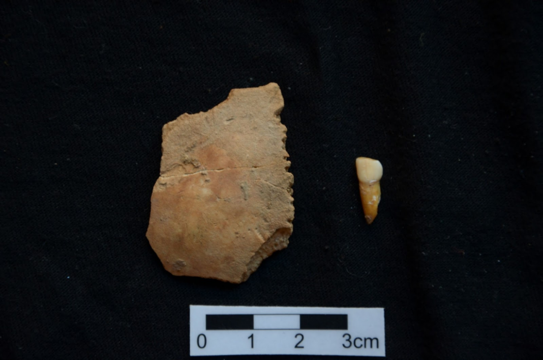 A l'esquerra el parietal i a la dreta la dent, ambdós atribuïts a un nen neandertal i descoberts durant l'excavació que es fa a la Cova de les Teixoneres - Florent Rivals/IPHES A l'esquerra el parietal i a la dreta la dent, ambdós atribuïts a un nen neandertal i descoberts durant l'excavació que es fa a la Cova de les Teixoneres - Florent Rivals/IPHES