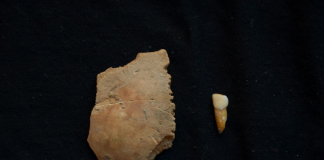 A l'esquerra el parietal i a la dreta la dent, ambdós atribuïts a un nen neandertal i descoberts durant l'excavació que es fa a la Cova de les Teixoneres - Florent Rivals/IPHES