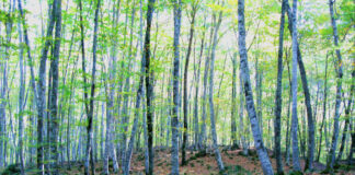 Deixem de mirar els arbres i mirem el bosc